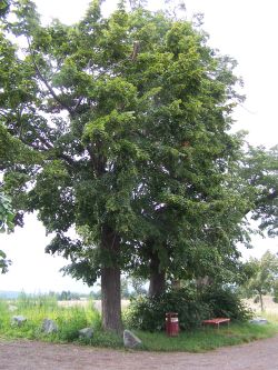 Schmorsdorfer Drei-Linden
