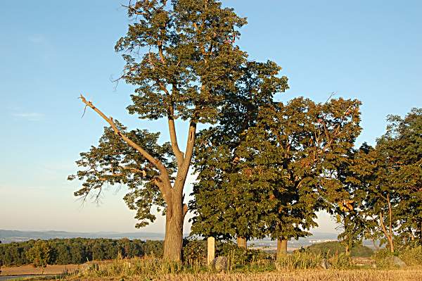 Schmorsdorfer Drei Linden Schmorsdorfer Drei Linden